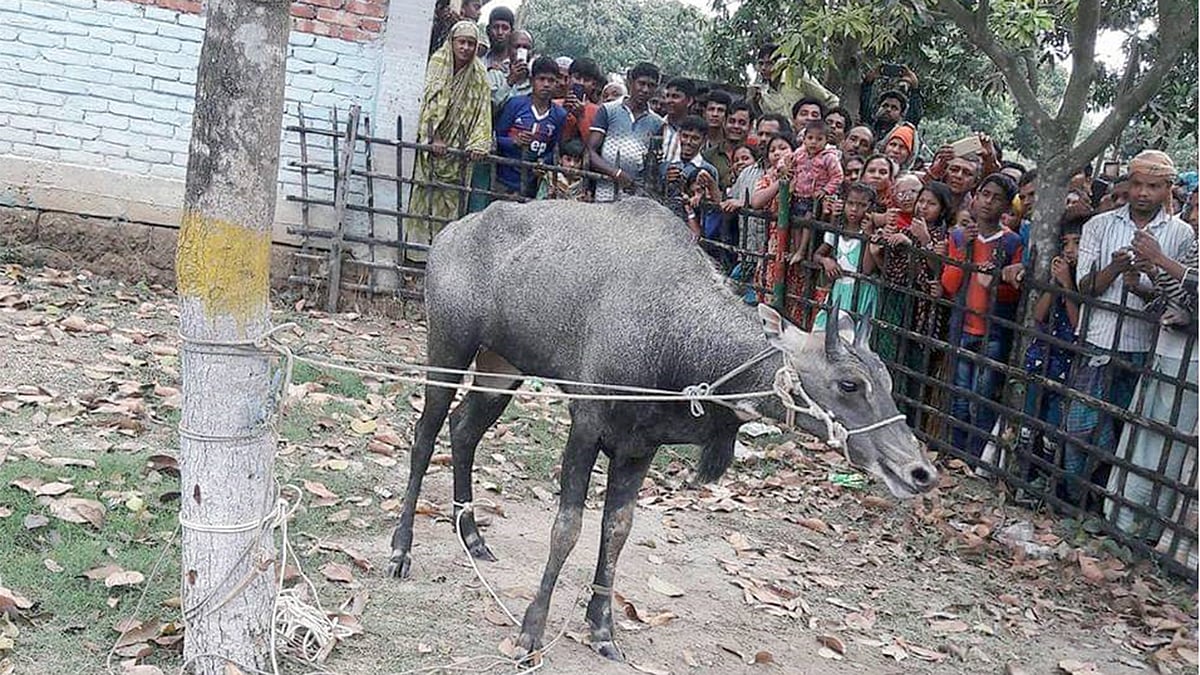 নওগাঁর পত্নীতলায় পাওয়া নীলগাইটিকে বেঁধে রাখা হয়েছে। ছবি: প্রথম আলো