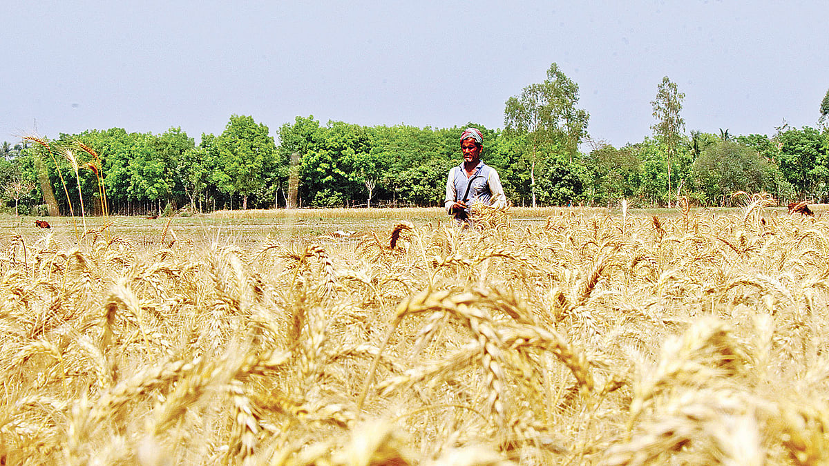 পাবনায় এ বছর গমের ভালো ফলন হয়েছে। হাসি ফুটেছে কৃষকের মুখে। গতকাল পাবনা সদরের মালঞ্চী এলাকায়।  ছবি: প্রথম আলো