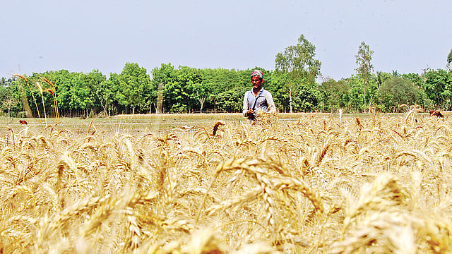 পাবনায় এ বছর গমের ভালো ফলন হয়েছে। হাসি ফুটেছে কৃষকের মুখে। গতকাল পাবনা সদরের মালঞ্চী এলাকায়।  ছবি: প্রথম আলো
