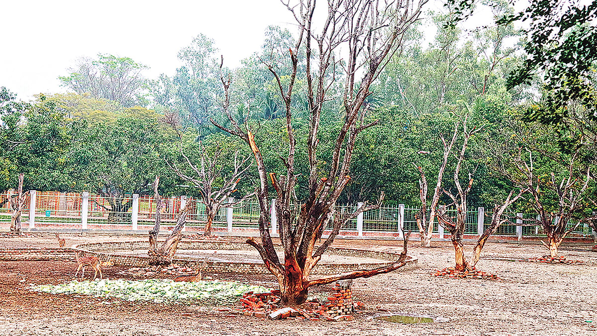 রাজশাহীর শহীদ এ এইচ এম কামারুজ্জামান কেন্দ্রীয় উদ্যান ও চিড়িয়াখানায় হরিণ শেডের আমগাছগুলো মরে যাচ্ছে। গত শনিবার।  প্রথম আলো