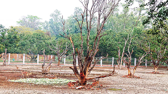 রাজশাহীর শহীদ এ এইচ এম কামারুজ্জামান কেন্দ্রীয় উদ্যান ও চিড়িয়াখানায় হরিণ শেডের আমগাছগুলো মরে যাচ্ছে। গত শনিবার।  প্রথম আলো