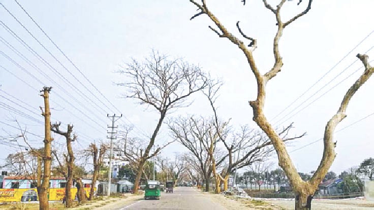 সড়কের দুই পাশের গাছ মরে যাচ্ছে। ভেঙে পড়ছে ডালপালা। সম্প্রতি ভৈরব এলাকায়।  প্রথম আলো