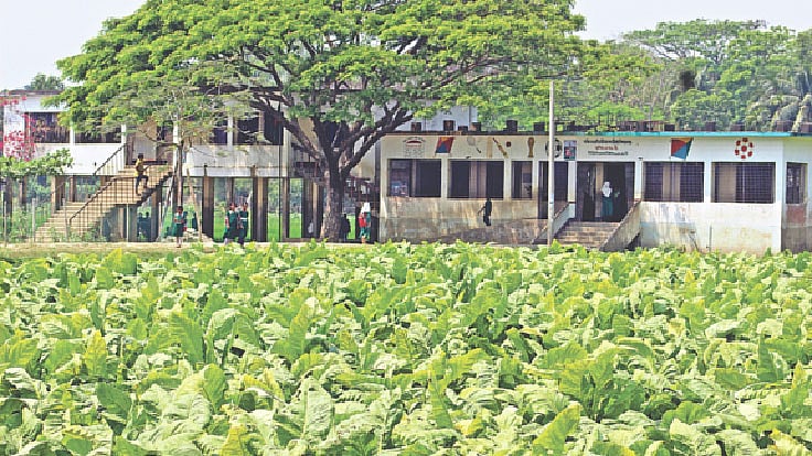 কক্সবাজারের চকরিয়ার দক্ষিণ বরইতলী সরকারি প্রাথমিক বিদ্যালয়ের পাশেই এভাবে তামাকখেত করা হয়েছে। এতে স্বাস্থ্যঝুঁকিতে পড়েছে শিক্ষার্থীরা। গত বৃহস্পতিবার বেলা ১১টায়। প্রথম আলো