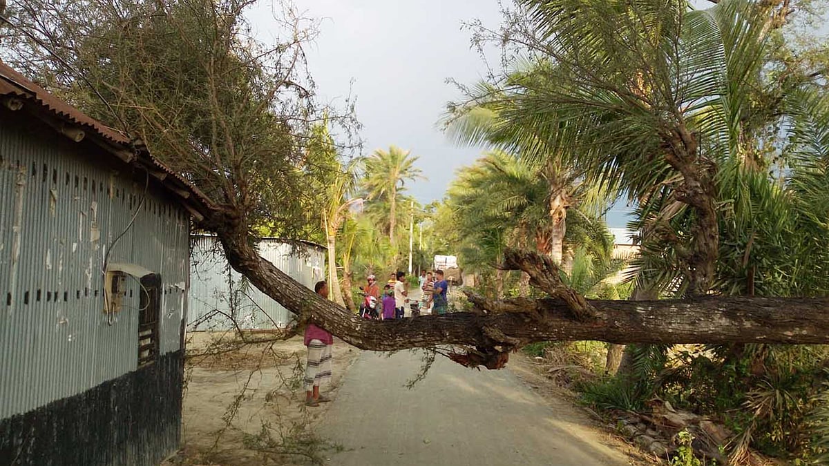 নাটোরের গুরুদাসপুর উপজেলার ধারাবারিষা ইউনিয়নের নাড়িবাড়ি এলাকায় গতকাল মঙ্গলবার কালবৈশাখী ঝড়ে সড়কের একটি গাছ উপড়ে বাড়ির ওপর পড়ে। ছবি: আনিসুর রহমান