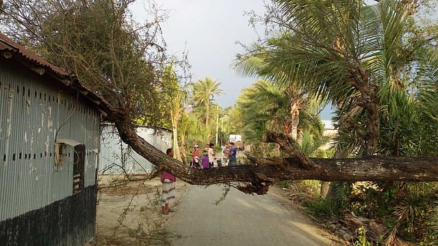 নাটোরের গুরুদাসপুর উপজেলার ধারাবারিষা ইউনিয়নের নাড়িবাড়ি এলাকায় গতকাল মঙ্গলবার কালবৈশাখী ঝড়ে সড়কের একটি গাছ উপড়ে বাড়ির ওপর পড়ে। ছবি: আনিসুর রহমান