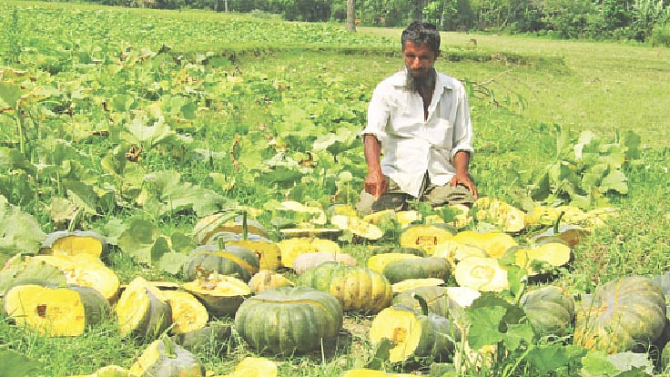 বরগুনার আমতলী উপজেলার বৈঠাকাটা গ্রামে গাছের কুমড়া কেটে ফেলেছে দুর্বৃত্তরা।