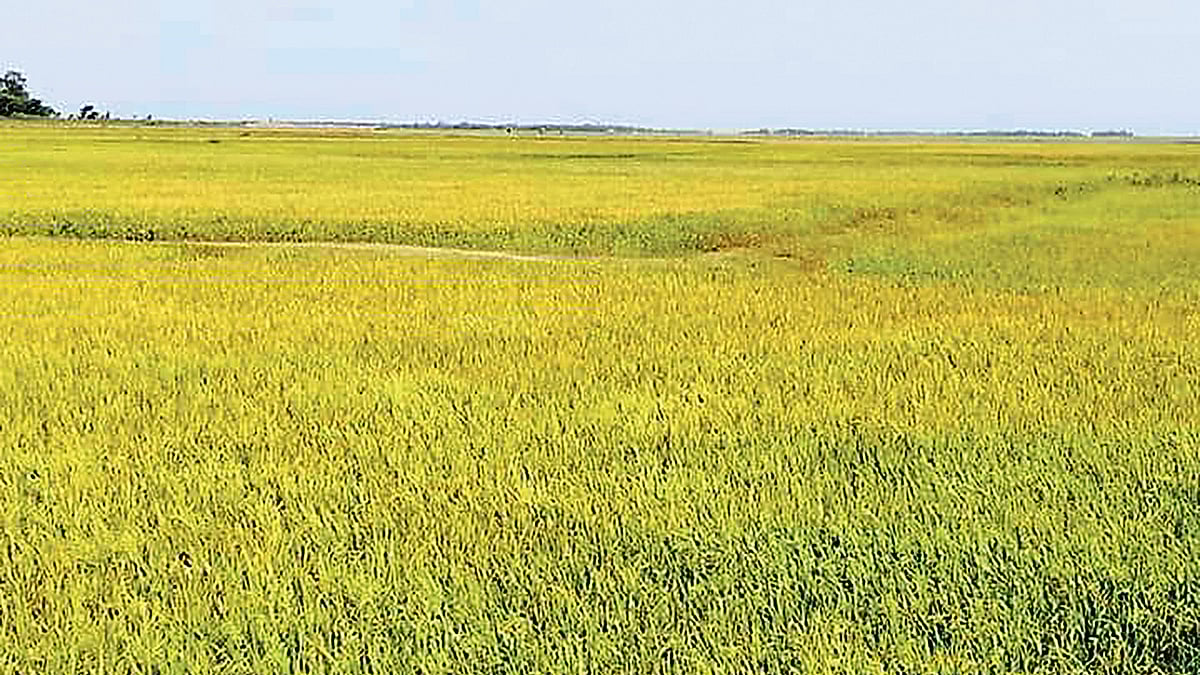 ধান প্রায় পেকে গেছে। আর তিন–চার দিনের মধ্যেই কৃষকেরা ধান কাটতে শুরু করবেন। গত বুধবার নেত্রকোনার খালিয়াজুরির পাঙ্গাসিয়া হাওরে। প্রথম আলো