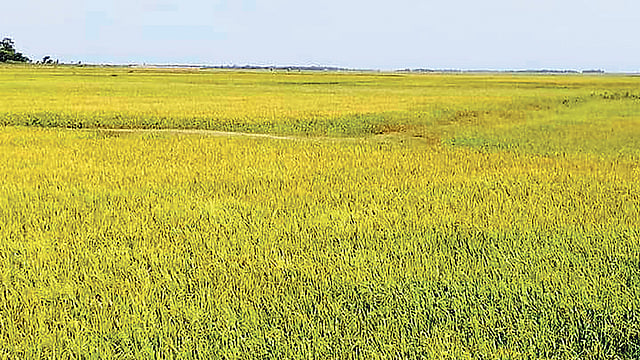 ধান প্রায় পেকে গেছে। আর তিন–চার দিনের মধ্যেই কৃষকেরা ধান কাটতে শুরু করবেন। গত বুধবার নেত্রকোনার খালিয়াজুরির পাঙ্গাসিয়া হাওরে।  প্রথম আলো