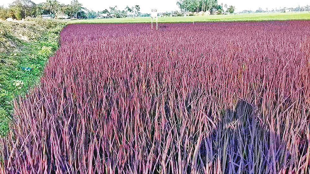 শেরপুরের নালিতাবাড়ীর ভেদিকুড়া গ্রামে সড়কের পাশে রোপণ করা হয়েছে বেগুনি রঙের নতুন ধান। ছবিটি গত মঙ্গলবার সকালের। প্রথম আলো
