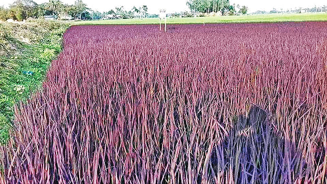 শেরপুরের নালিতাবাড়ীর ভেদিকুড়া গ্রামে সড়কের পাশে রোপণ করা হয়েছে বেগুনি রঙের নতুন ধান। ছবিটি গত মঙ্গলবার সকালের।  প্রথম আলো