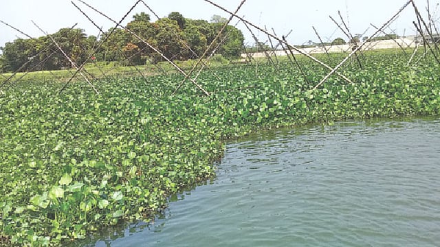 চাঁদপুরের মতলব উত্তর ও মতলব দক্ষিণ উপজেলার মধ্য দিয়ে প্রবাহিত ধনাগোদা নদীতে বাঁশের বেড়া পেতে মাছ ধরা হচ্ছে। গত মঙ্গলবার মতলব দক্ষিণের ফেরিঘাট এলাকায়।  প্রথম আলো
