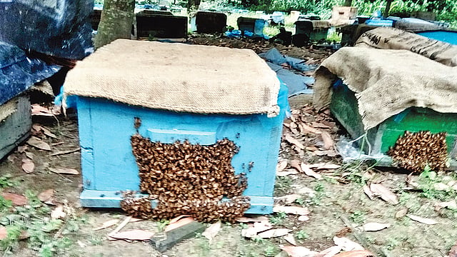 কাঠের মৌ–বাক্স