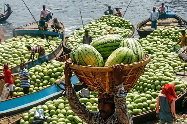 শ্রমিকেরা অল্প মজুরিতে ঝুড়ি মাথায় প্রতিদিন নৌকা থেকে তরমুজ ঘাটে নেন।
