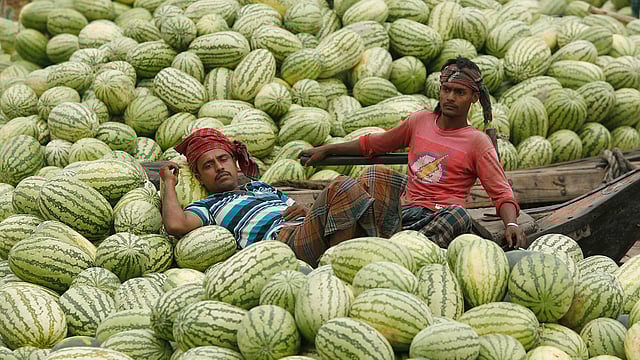 কাজ করতে করতে ক্লান্ত শ্রমিকেরা তরমুজের নৌকাতেই একটু জিরিয়ে নেন।