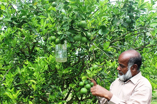 তীর-প্রথম আলো কৃষি পুরস্কারপ্রাপ্ত কৃষক শাখাওয়াত হোসেন। চুয়াডাঙ্গার দামুড়হুদা উপজেলার হোগলডাঙ্গায় নিজের মাল্টা বাগানের যত্ন করছেন তিনি। ছবি: প্রথম আলো
