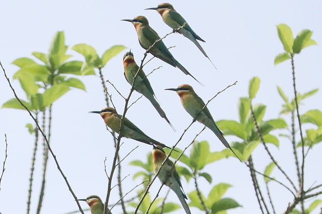 গাছের ডালে বসে আছে পাখির দল