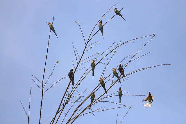 বাসার সমানে ডুমুরগাছে বসে আছে সুইচোরা পাখিরা