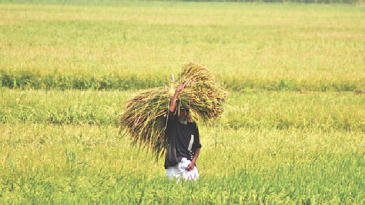 কিশোরগঞ্জে হাওরভরা ধান