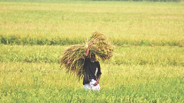 কিশোরগঞ্জে হাওরভরা ধান