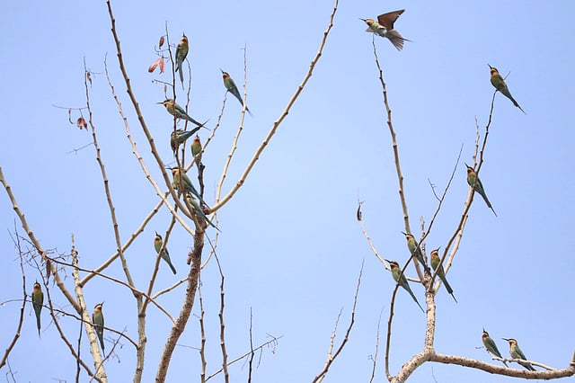 শুকনো ডালে বসে আছে সুইচোরা পাখিরা