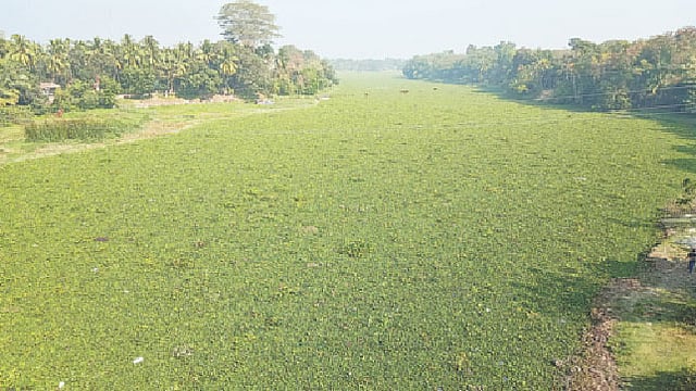 কচুরিপানার জটে আটকা নড়াইলের চিত্রা নদী। সম্প্রতি জেলা প্রশাসকের বাসভবনের সামনে। প্রথম আলো