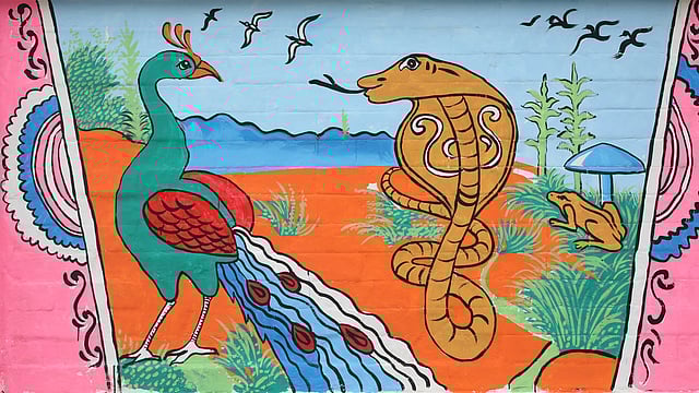 মুখোমুখি ময়ূর ও সাপ।