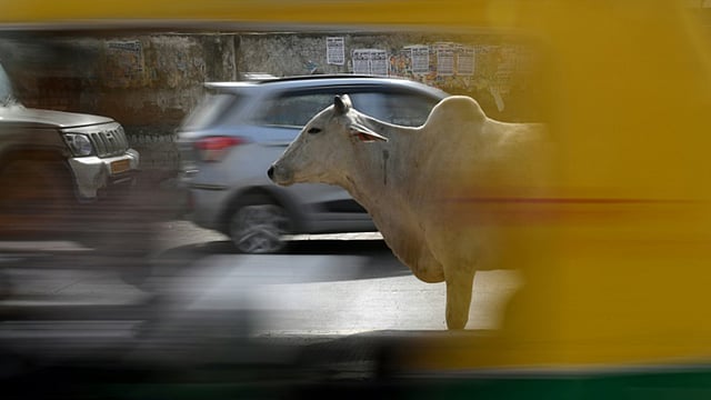 ব্যস্ত সড়কে ঘুরে বেড়াচ্ছে গরু। ছবি: এএফপি