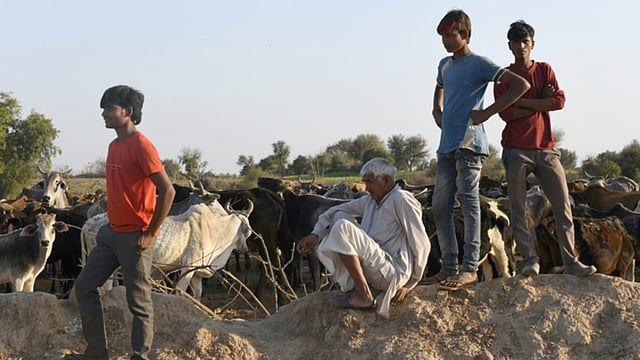 গরু রক্ষা নাকি ফসল বাঁচানো, কৃষকেরা পড়েছেন সংকটে। ছবি: এএফপি