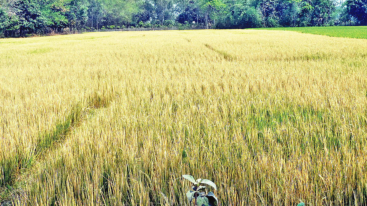 শুক্রবার রাতে আগাছানাশক প্রয়োগ করে ঝলসে দেওয়া হয়েছে ধানগাছ। গতকাল দুপুরে নওগাঁর পত্নীতলা উপজেলার শ্যামবাটি গ্রামে। ছবি: প্রথম আলো
