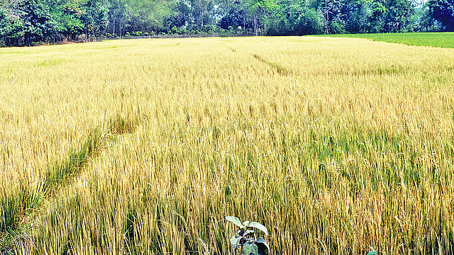 শুক্রবার রাতে আগাছানাশক প্রয়োগ করে ঝলসে দেওয়া হয়েছে ধানগাছ। গতকাল দুপুরে নওগাঁর পত্নীতলা উপজেলার শ্যামবাটি গ্রামে। ছবি: প্রথম আলো