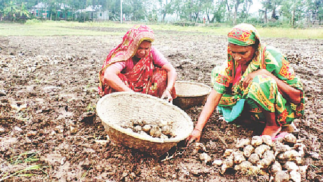 আলু তোলায় ব্যস্ত কৃষাণীরা।  সম্প্রতি কুমিল্লার ব্রাহ্মণপাড়া উপজেলার দুলালপুর এলাকায়।