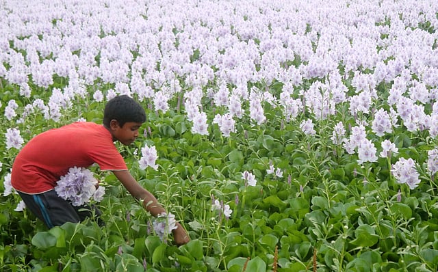ছোটরা কচুরিপানা ফুল সংগ্রহ করে খেলার জন্য।
