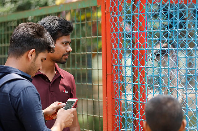 ইমুর সঙ্গে কথা বলার চেষ্টা!