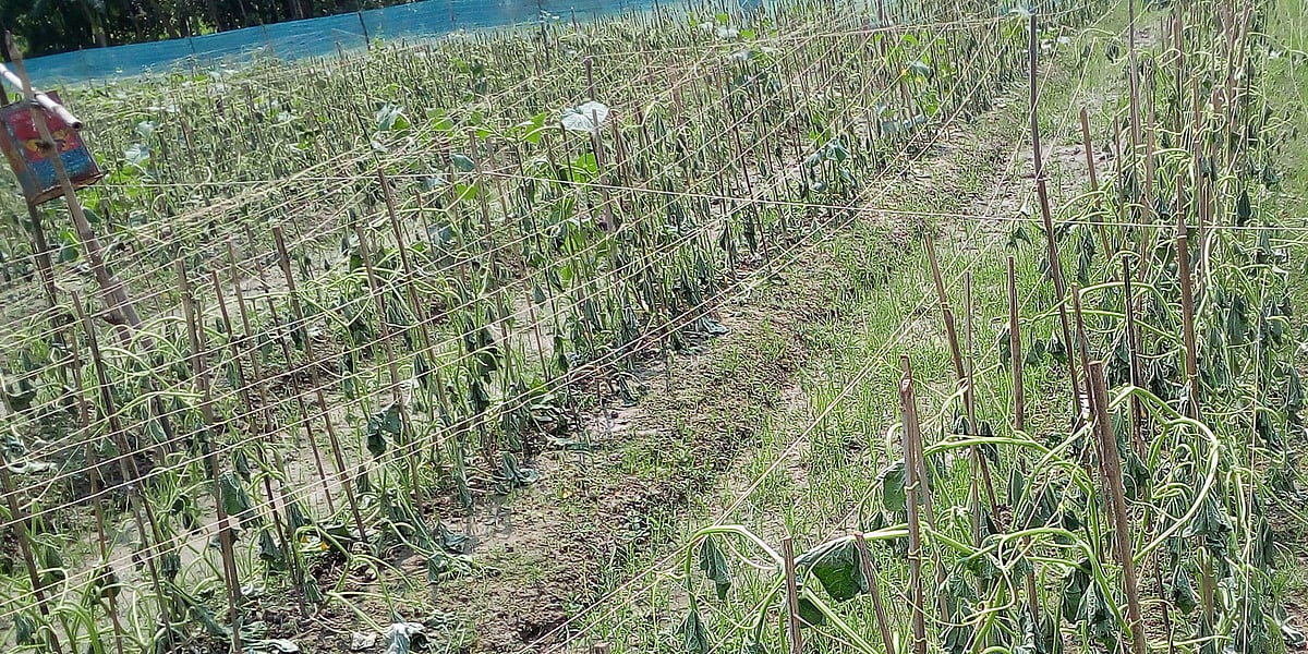 মাচান নষ্ট করে দেওয়ায় নুইয়ে পড়েছে সারি সারি শসা গাছ। ছবি: প্রথম আলো