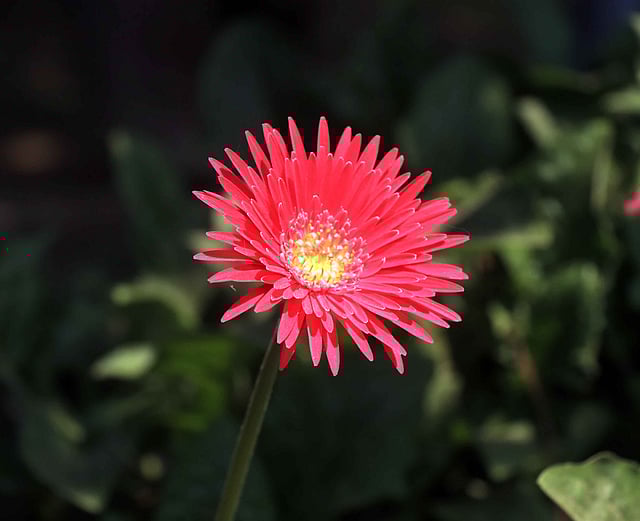 লাল রঙের জারবেরা ফুল।