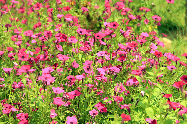 বাগানে ফুটে আছে উজ্জ্বল রঙের পিটুনিয়া ফুল।