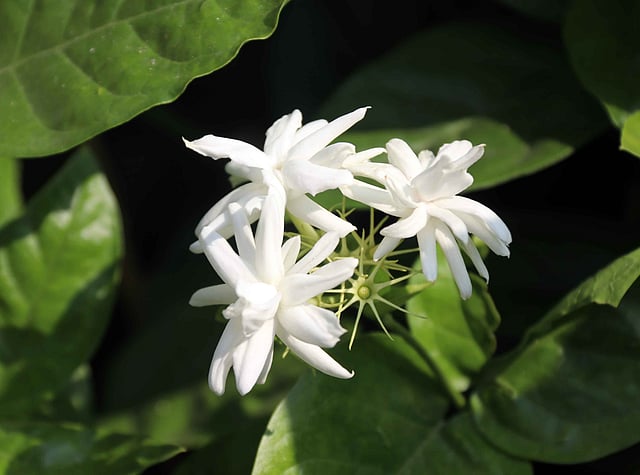 শুভ্র বেলি ফুল। গ্রীষ্ম ও বর্ষাকালে এই ফুল ফোটে।