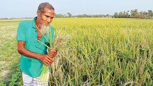 গোয়ালন্দের অনেক স্থানে বোরো খেতে ধান চিটা হয়ে গেছে। সম্প্রতি দেবগ্রামে।  প্রথম আলো