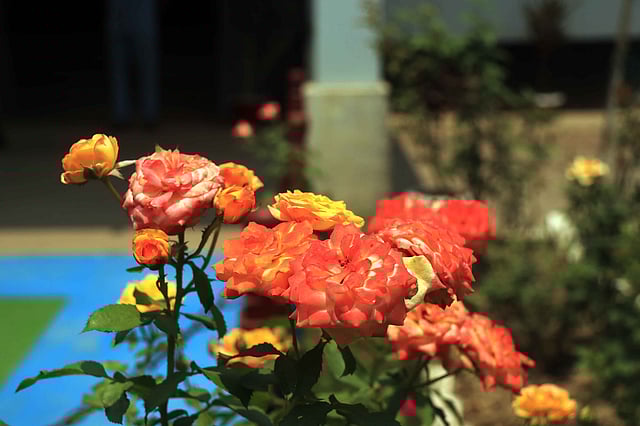 কমলা রঙের গোলাপে পড়েছে আলো।