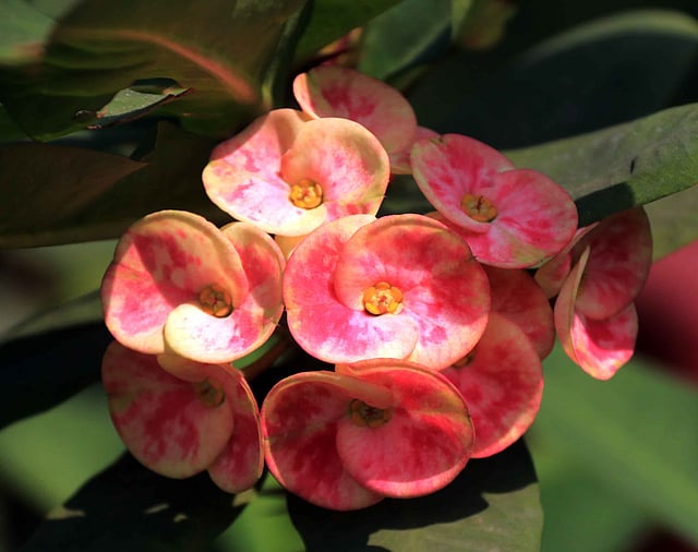 ক্যাকটাসের ফুলও দেখার মতো।