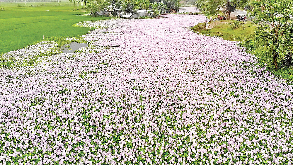 সম্প্রতি পাবনার জালালপুর নতুনপাড়া এলাকায়। প্রথম আলো