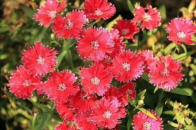 ফলদ-বনজ ও ফুল গাছের সংখ্যা অনেক।