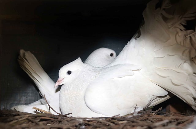 ডিমে তা দিচ্ছে সাদা পায়রা।