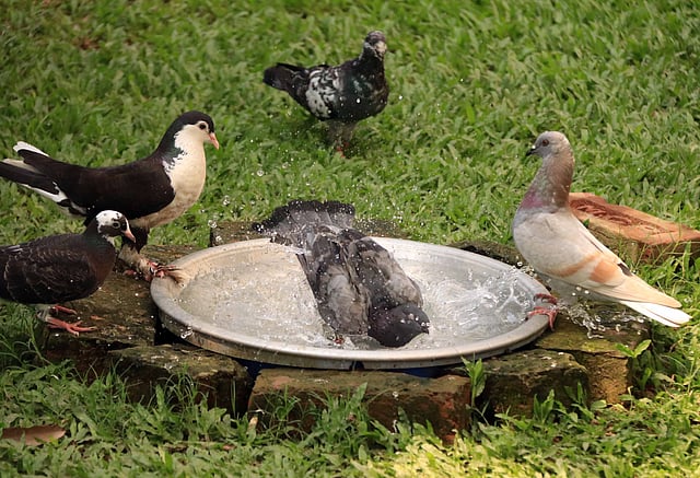 এই প্রাঙ্গণে পায়রা নিজেদের মতো ঘুরে বেড়ায়।