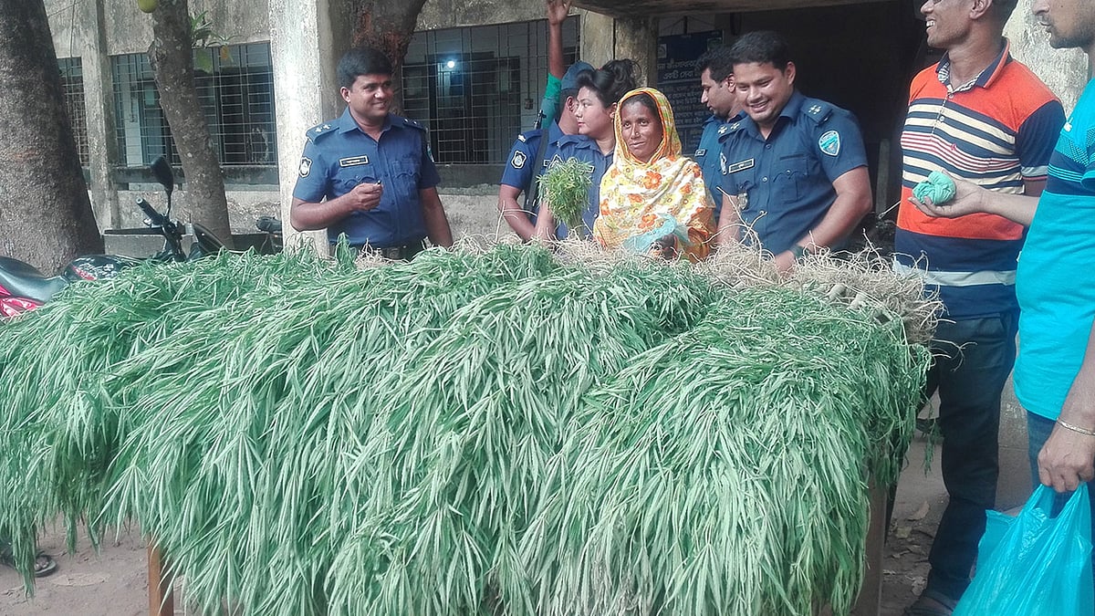 জব্দ হওয়া গাঁজাগাছসহ আটক খুরশিদা বেগম। লামা, বান্দরবান, ২০ এপ্রিল। ছবি: প্রথম আলো