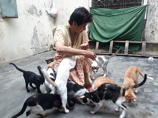 বিড়ালদের খাবার খাওয়াচ্ছেন সাবিনা রহমান।