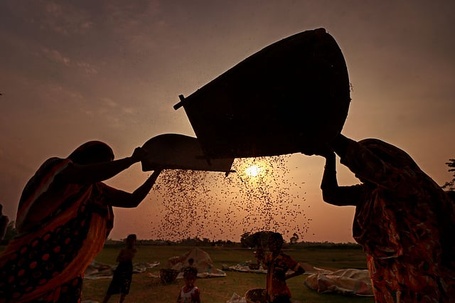 দিনভর চলে ধান সংগ্রহের কাজ।