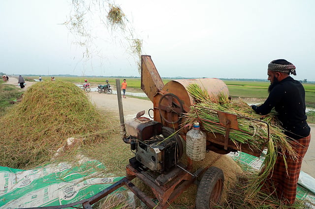 ছোট-বড় সবাই ব্যস্ত এখন সোনালি ফসল নিয়ে।