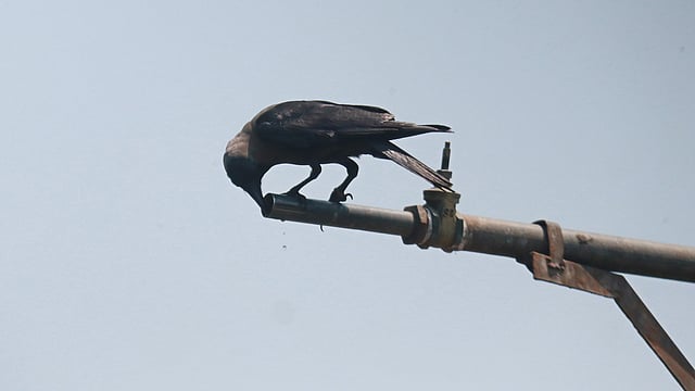 তপ্ত দুপুরে পানির টেপে মুখ লাগিয়ে তৃষ্ণা মেটানোর চেষ্টা এক কাকের। রেলওয়ে স্টেশন, সিলেট, ২৮ এপ্রিল। ছবি: আনিস মাহমুদ