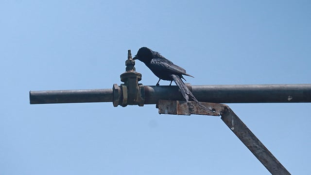 পাইপ বেয়ে পানি পড়ছে না। তারপরও মুখ লাগিয়ে তৃষ্ণা মেটানোর চেষ্টা একটি ফিঙের। রেলওয়ে স্টেশন, সিলেট, ২৮ এপ্রিল। ছবি: আনিস মাহমুদ